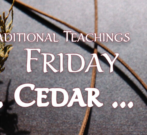 Traditional Teachings Friday – Cedar